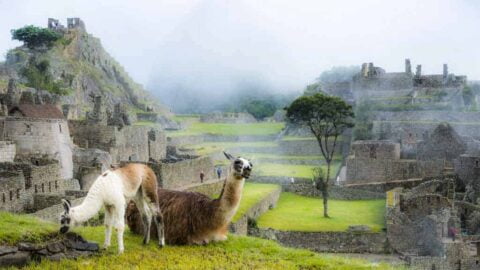 Llamas easting grass.